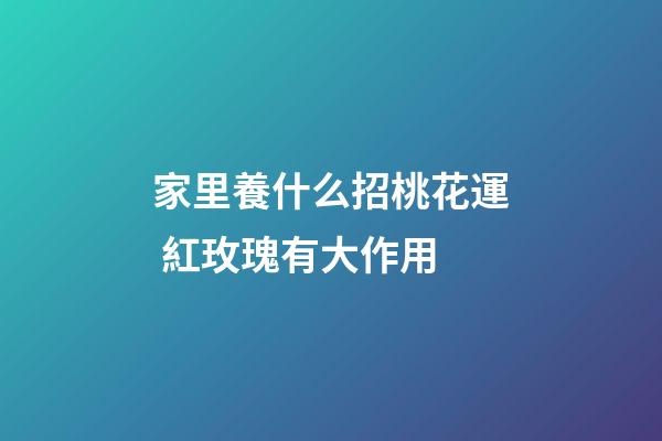 家里養什么招桃花運 紅玫瑰有大作用